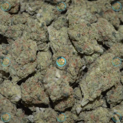 THIN MINT CANNABIS