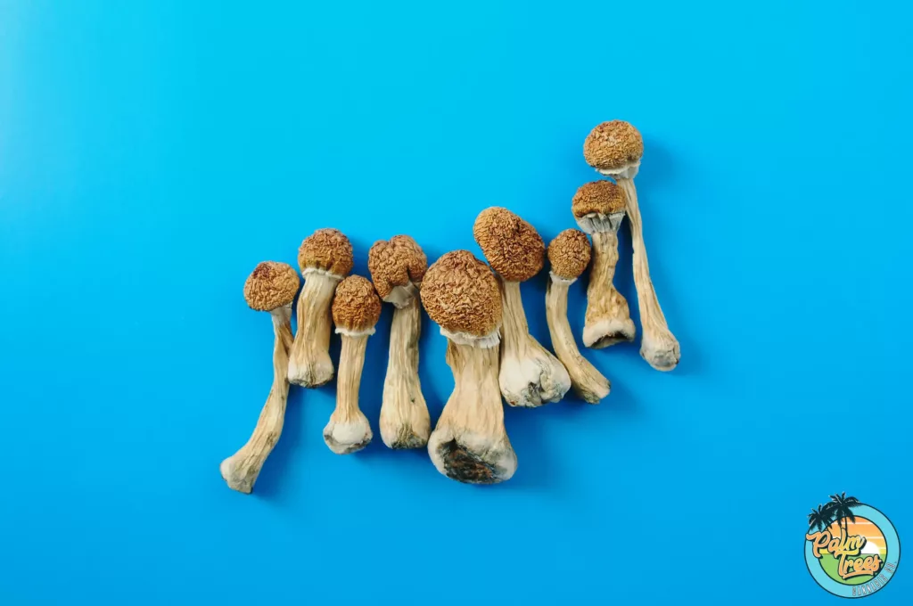 Exploring the Most Popular Psilocybin Mushroom Strains with Palm Trees DC