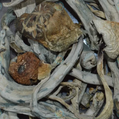 Psychedelics and Wellness