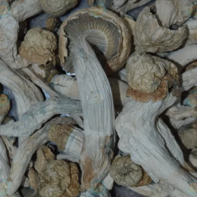 The Healing Power of Magic Mushrooms