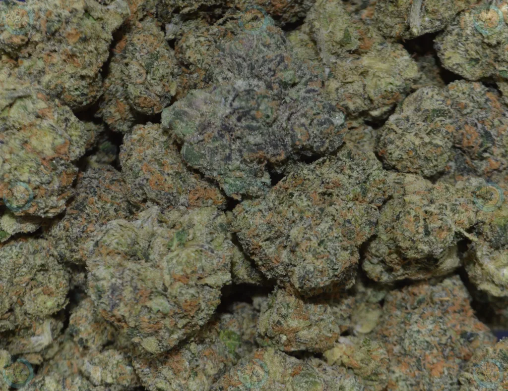 WARHEAD Cannabis