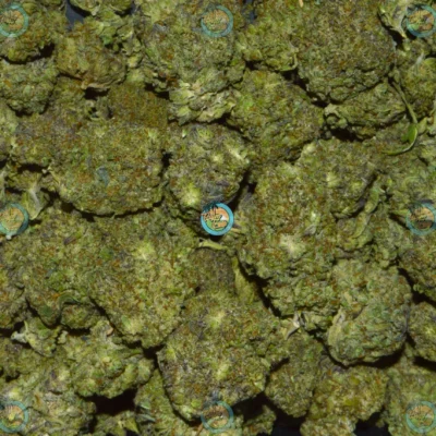 VANILLA LIME CANNABIS