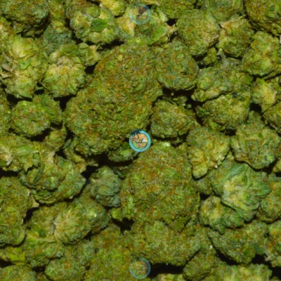 MONEY BALL Cannabis Strain