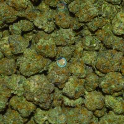 WINTER SUNSET #4 Cannabis