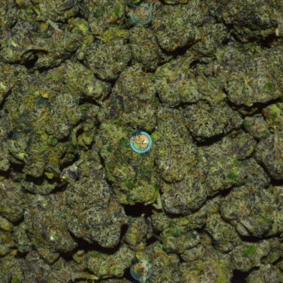 NOTORIOUS OG Cannabis