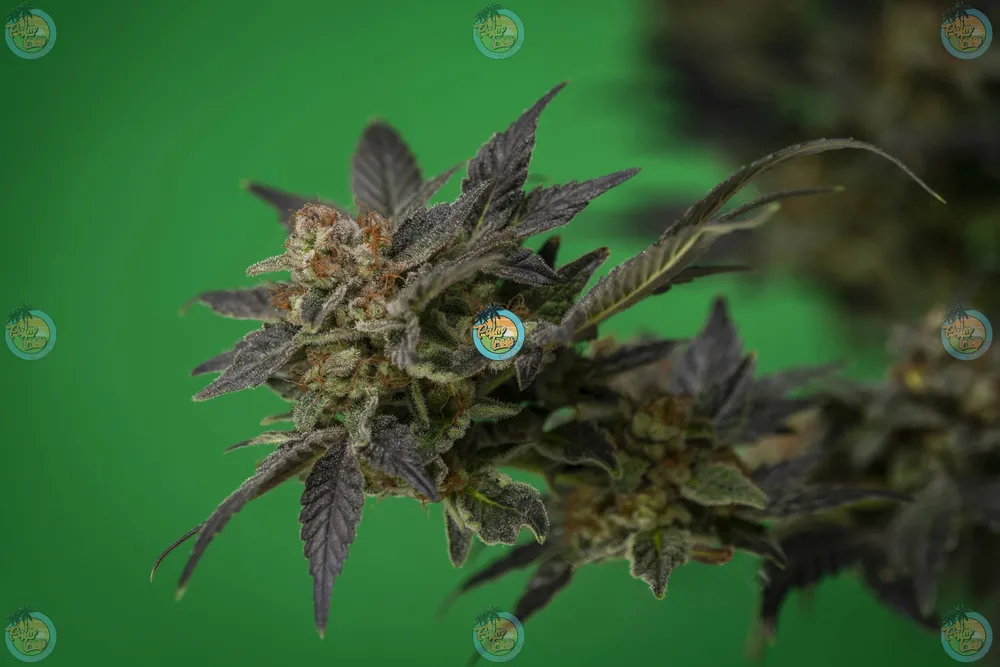 Money Ball Cannabis Strain