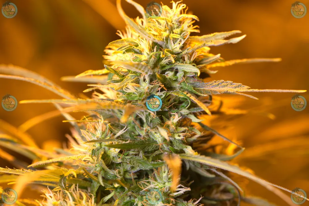 Rose Gold Rackz Cannabis