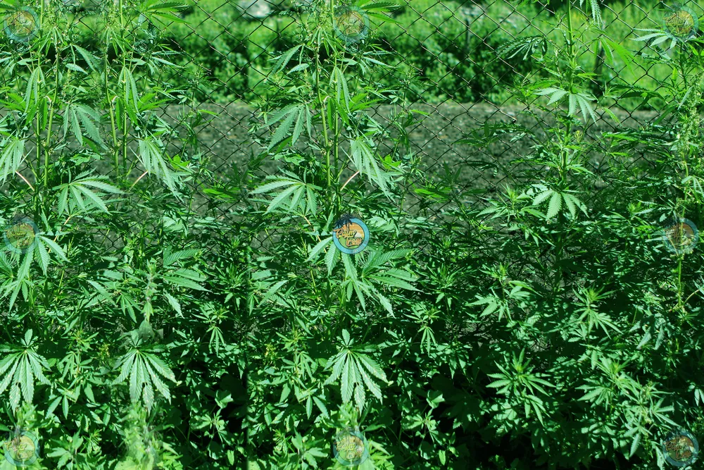 Cannabis Cultivation Process The Journey from Seed to Smoke