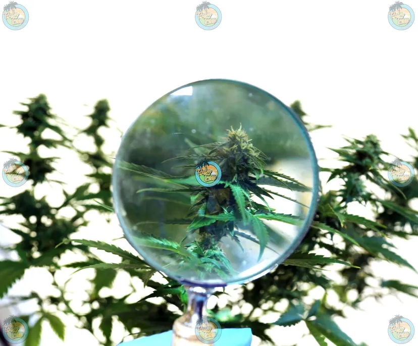 Indica Hybrid Sativa Characteristics