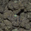TANGIE BISCOTTI Cannabis