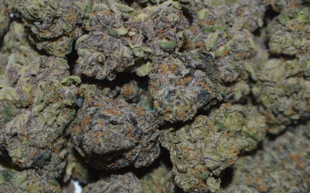 Pancakes Cannabis