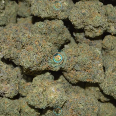 PANAMA RED CANNABIS