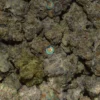 Haze Berry Cannabis in DC