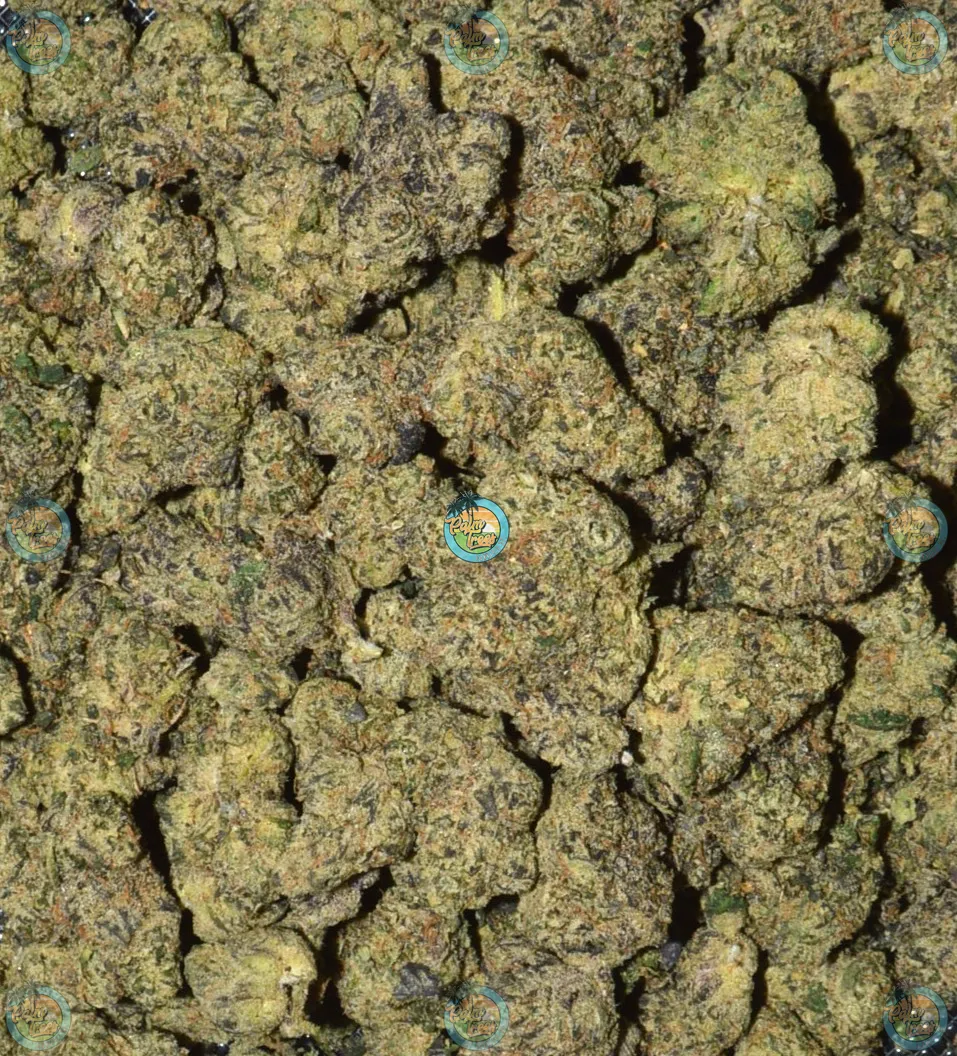 JEALOUSY PIE cannabis