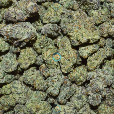 BABY TURTLE Cannabis Strain