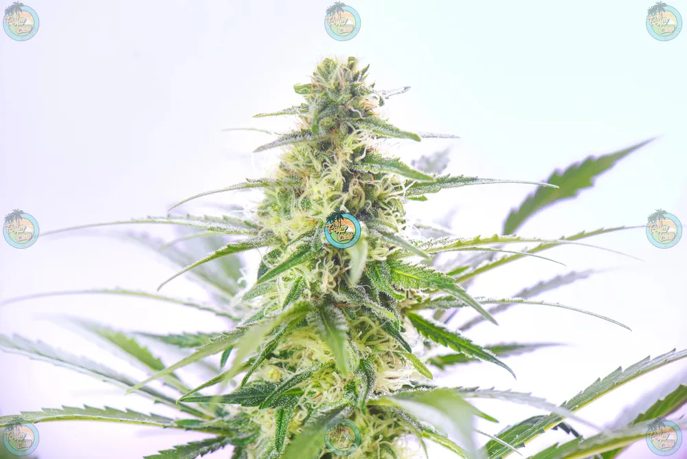 Ztopia Cannabis in DC