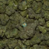 PERMANENT LEE HI Cannabis Strain