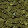 WEDDING FRITTER Cannabis