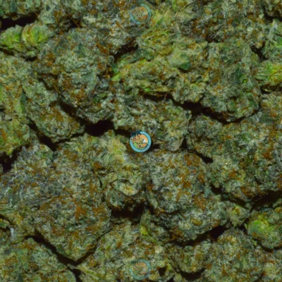 MOUNT OLYMPUS Cannabis