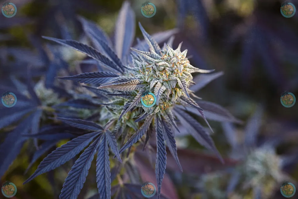 Wedding Fritter Cannabis Strain