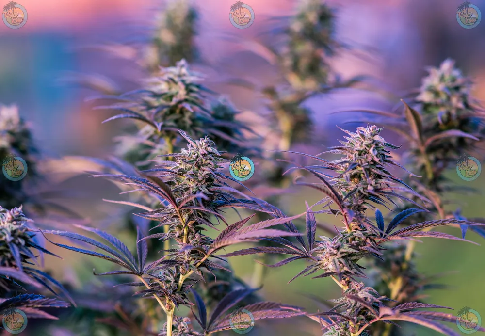 Astro Candy Cannabis in DC