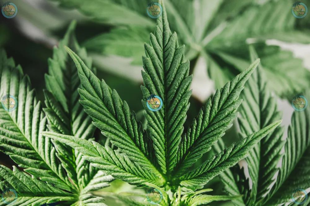 Cannabis Terpenes Enhance Your Experience