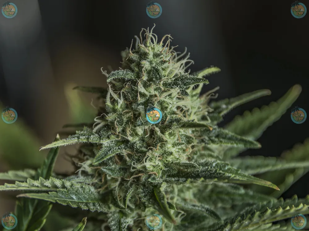 Zkittlez Cannabis