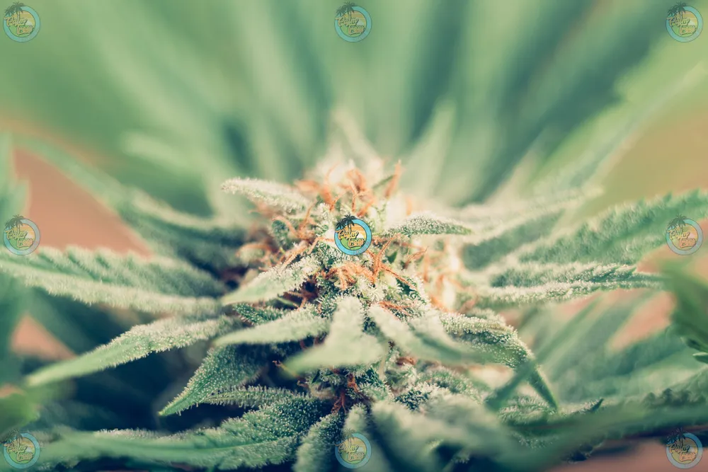 Notorious OG Cannabis