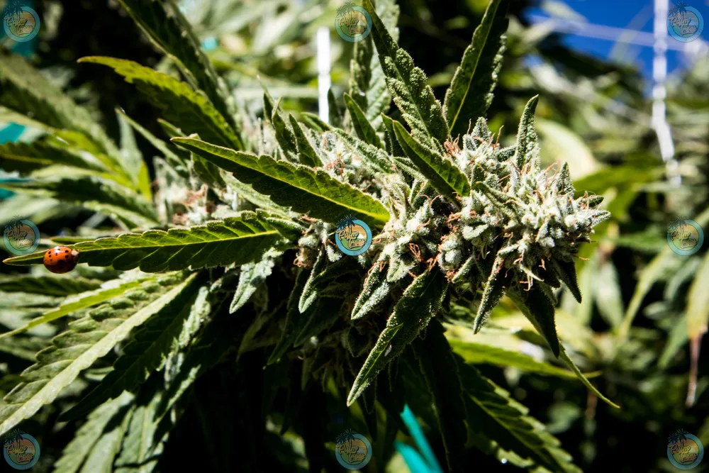 Orangeade Cannabis