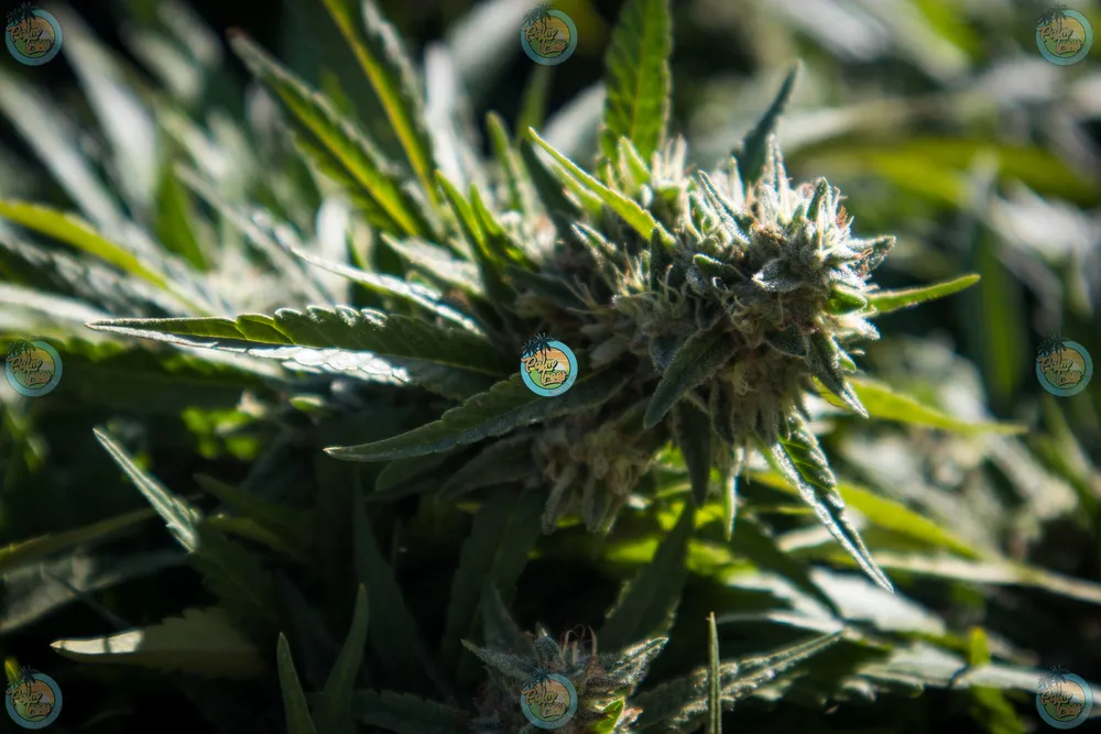 Vanilla Lime Cannabis