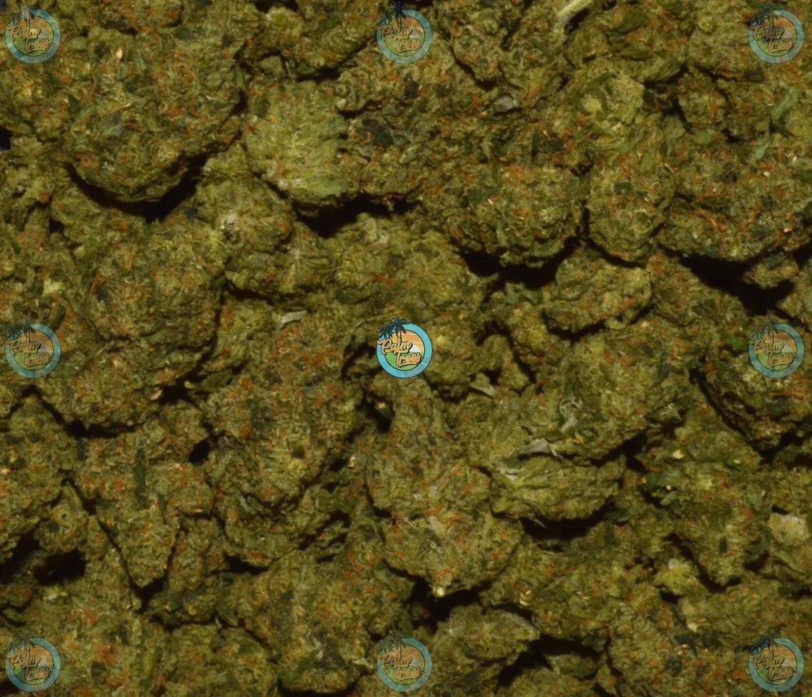 Sapphire cannabis strain