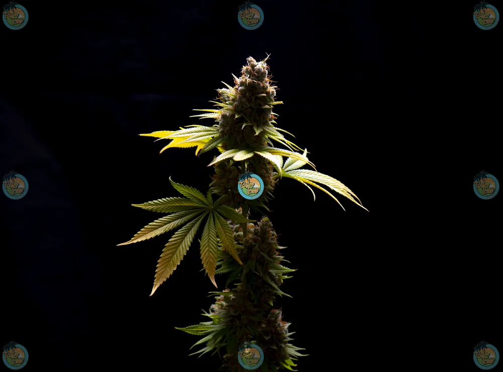 Cough Zyrup Cannabis strain