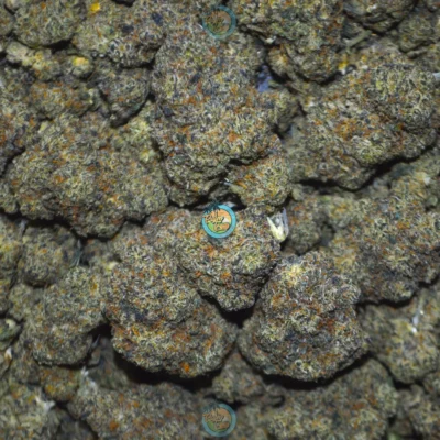 NEW MONEY CANNABIS STRAIN