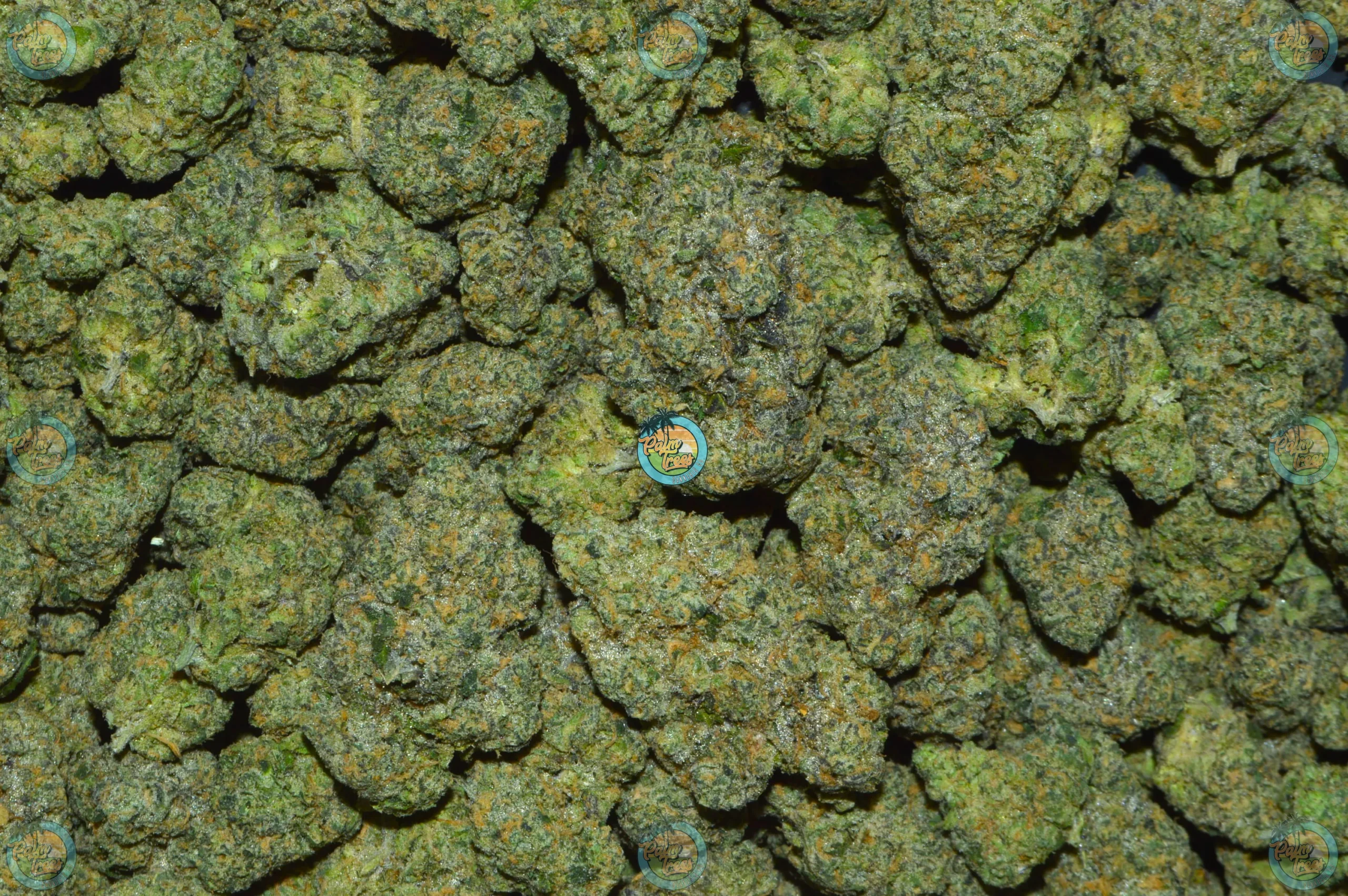 Dream Queen Cannabis