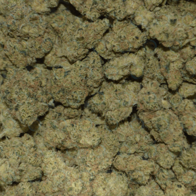 GORILLA ZKITTLEZ