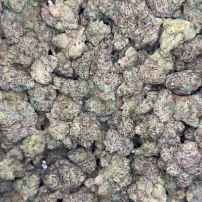 GELATO #99