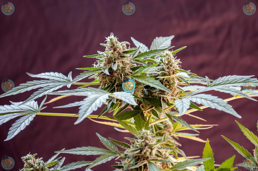 Boofzilla Cannabis in DC